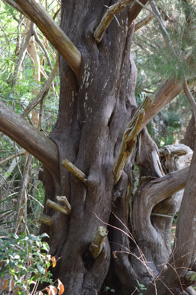 Gnarley Red Cedar by The Andy