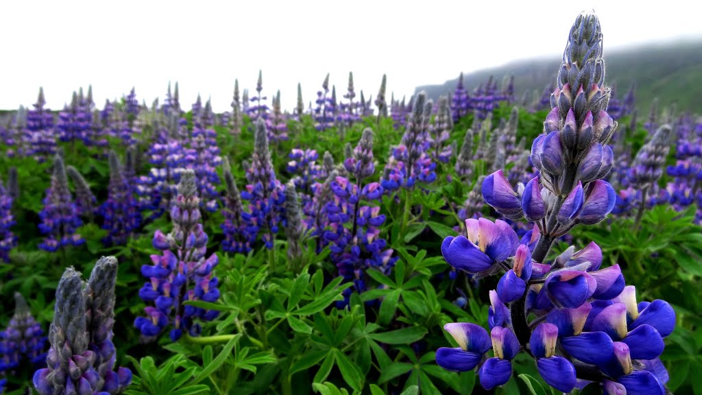 Lupines in bloom in Vik, Iceland by John Eby