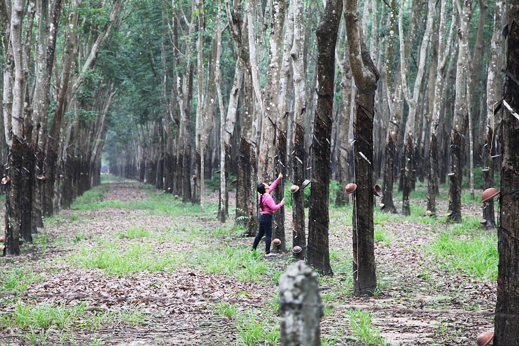 Suối Ngô, Tân Châu, Tây Ninh, Vietnam by Đăng Định