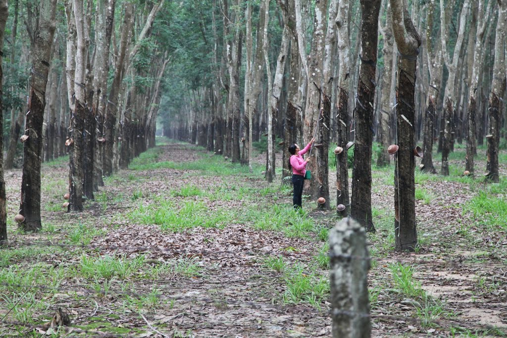 Suối Ngô, Tân Châu, Tây Ninh, Vietnam by Đăng Định