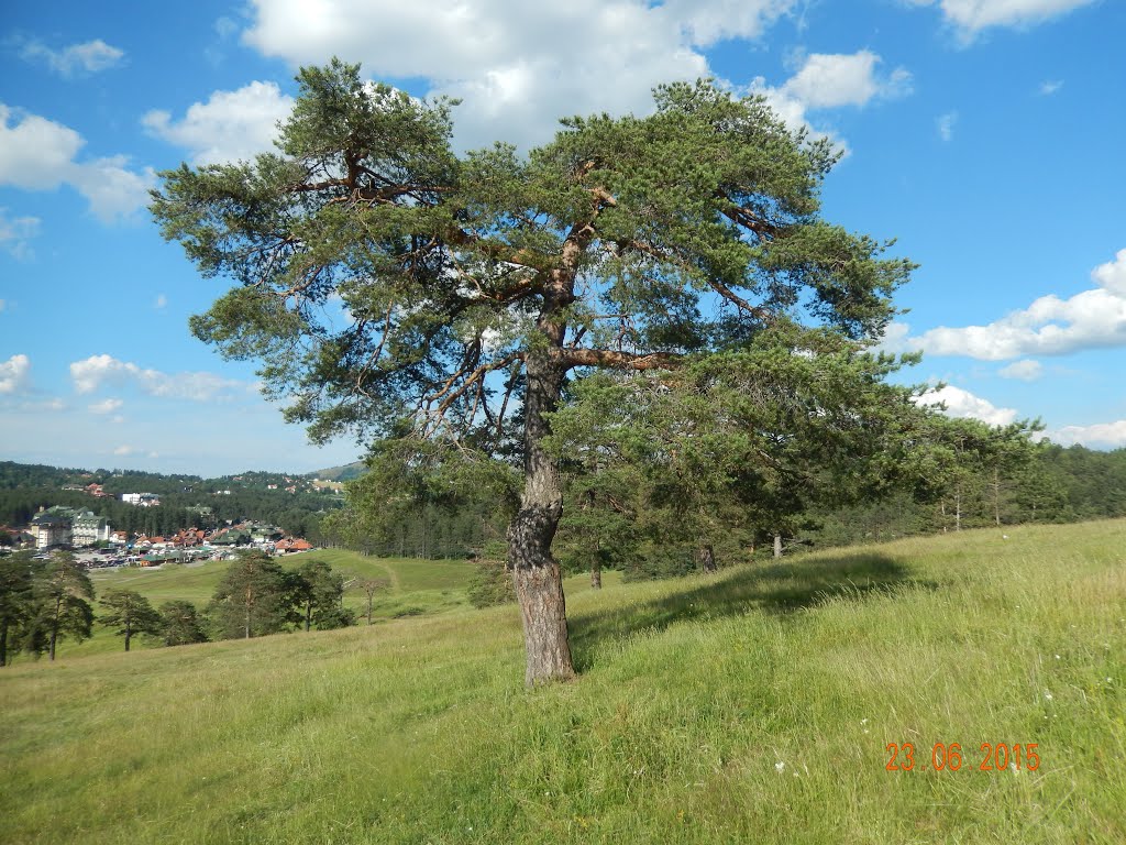 "Zlatibor" by Z.Stojanović.Graovo.…