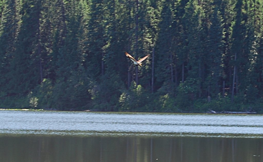 Osprey With Fish at Round Lake by cgmueller