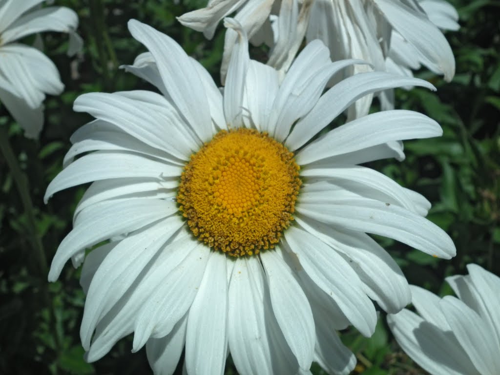 Chrysanthemum maximum, margarita gigante by Gato Land