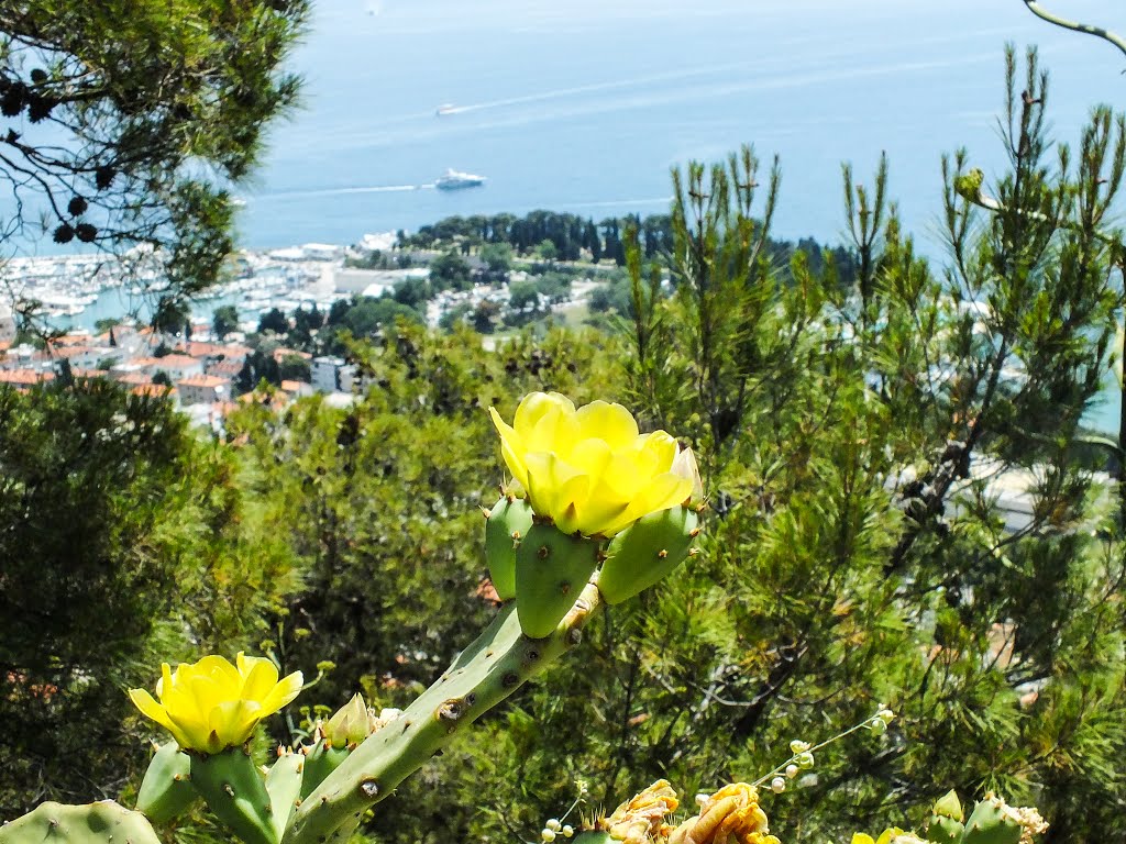 Kakteenenblüte auf dem Marjan bei Split by Hermi Klinky