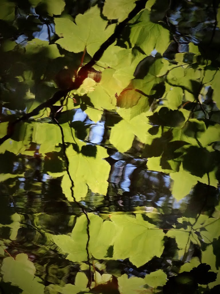 In The Rvelin Valley, Sheffield - Sycamore Reflection by Neil-inSheffieldUK