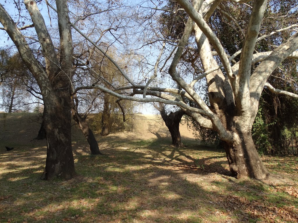 Rhodes Community Park in Kensington, Jhb. by Adrian Earp