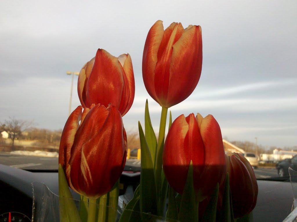 Tulips (Honeyz 40th Birthday) by AdMan The “ATLR” Lab…