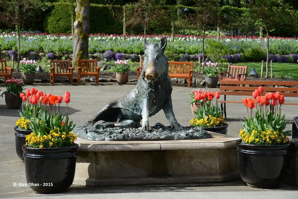 Butchart Gardens, British Columbia, Canada by Alex Ohan