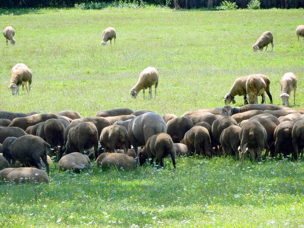 Ipolytarnóc, Nógrád County, Hungary by Daichi Kohmoto