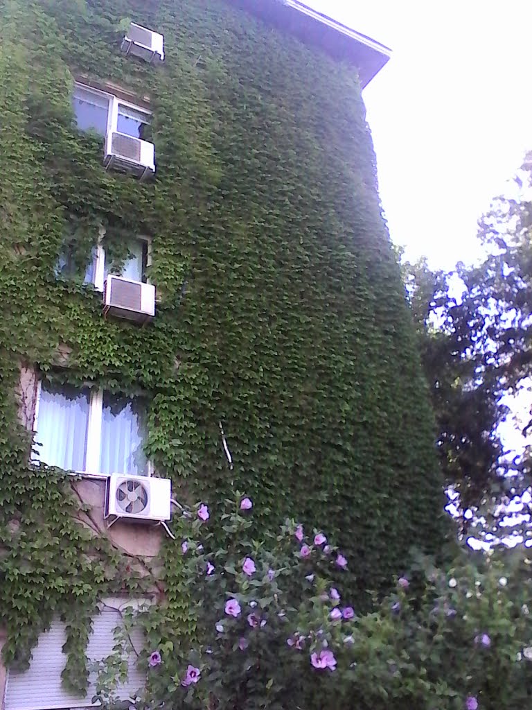 Building covered in Hedera by caiverzi1