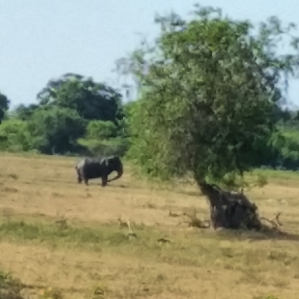 Yala national park by Silvia S.