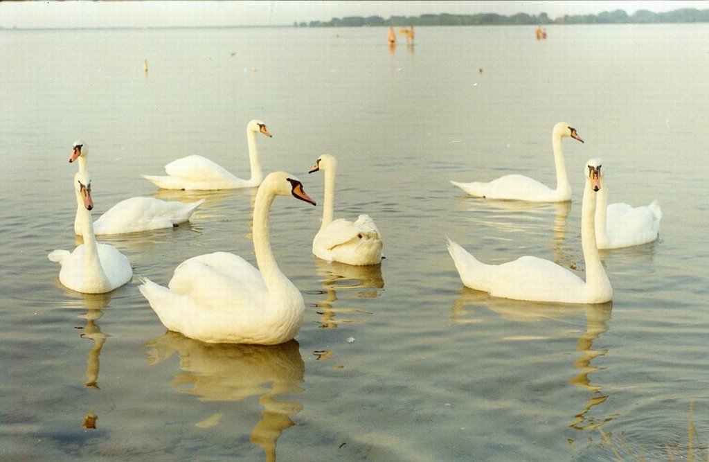 Swans by Vyacheslav Loginov