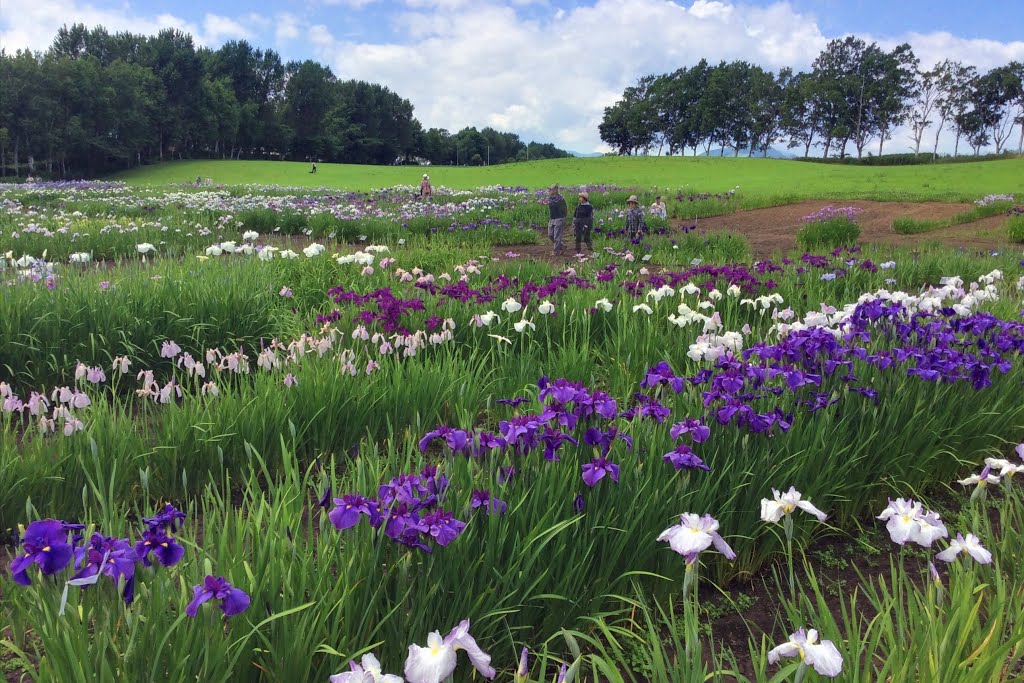 八紘学園花菖蒲園（Hokkaido agriculture vocational school Iris Garden） by t-konno