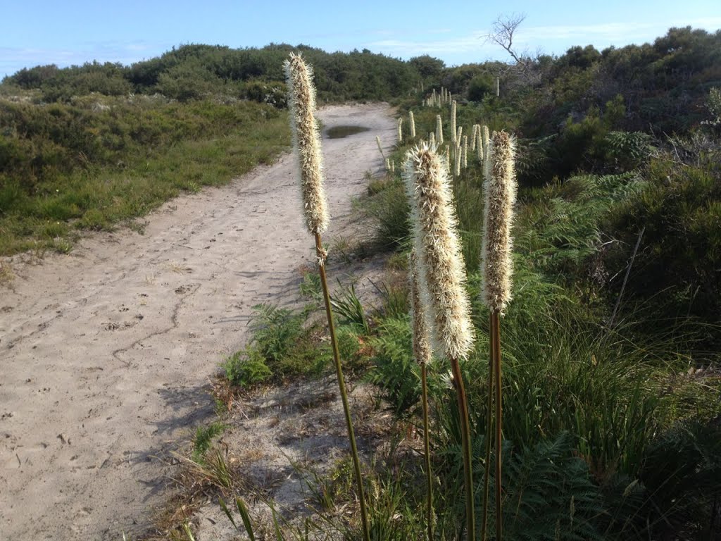 Wonthaggi Heathlands by Pete Shanley