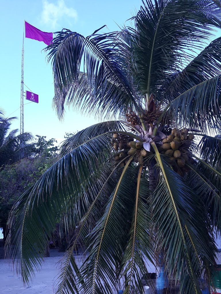 Coconut tree at Guraidhoo ގުރައިދޫ Thaa Atoll in Maldives by VK Singh