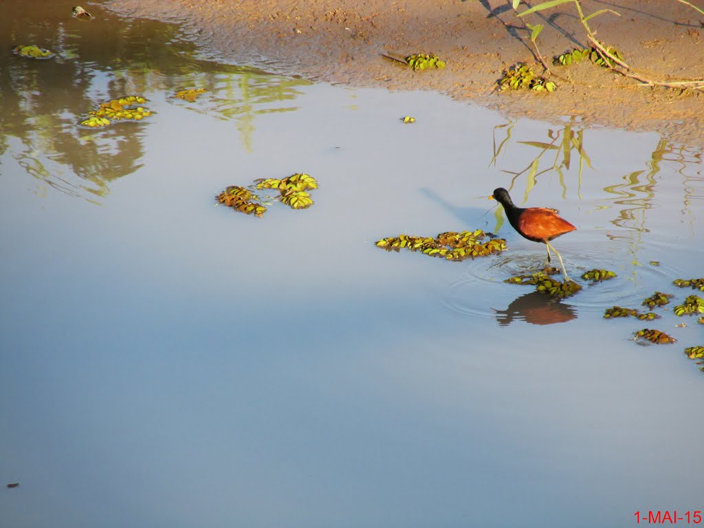 Jacanã (Jacana jacana) na região dos lagos em Bebedouro. Também é conhecido por cafezinho ou menininho-do-banhado. Em certas regiões do Sul do Brasil é também conhecida por asa-de-seda. A ave dá nome a um famoso bairro da cidade de São Paulo, eternizado na canção “Trem das onze” de Adoniram Barbosa. Em certos lugares da África e da Austrália, as espécies de jaçanã são conhecidas como “Jesus bird”, porque parecem andar em cima da água ! by MARCO AURÉLIO ESPARZ…