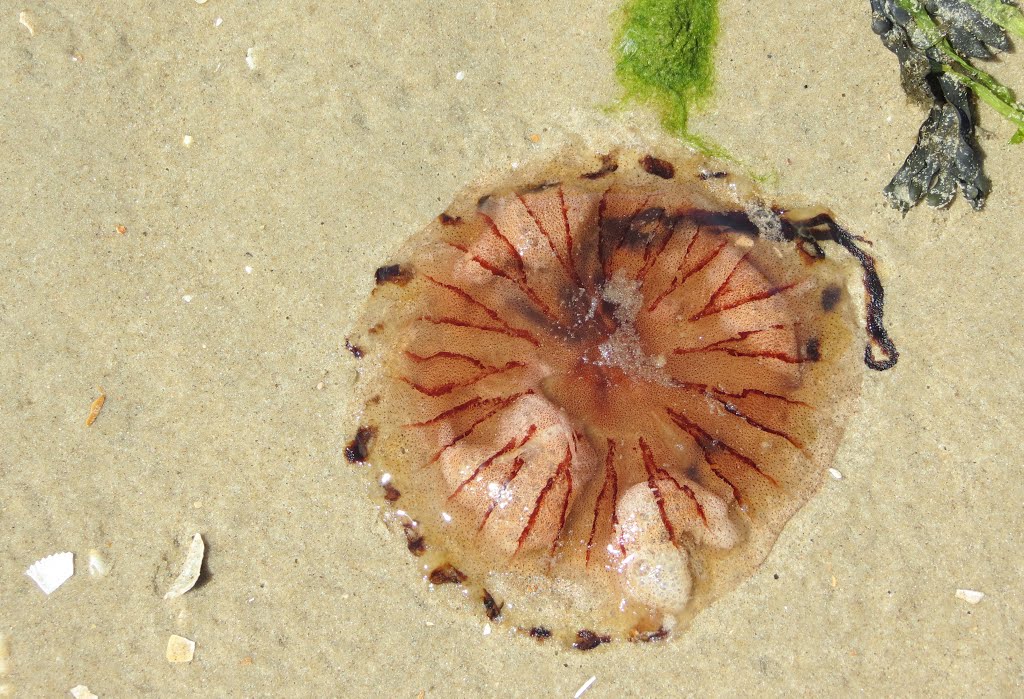 Bruine haarkwal (Cyanea Lamarcki) by yvon van pelt