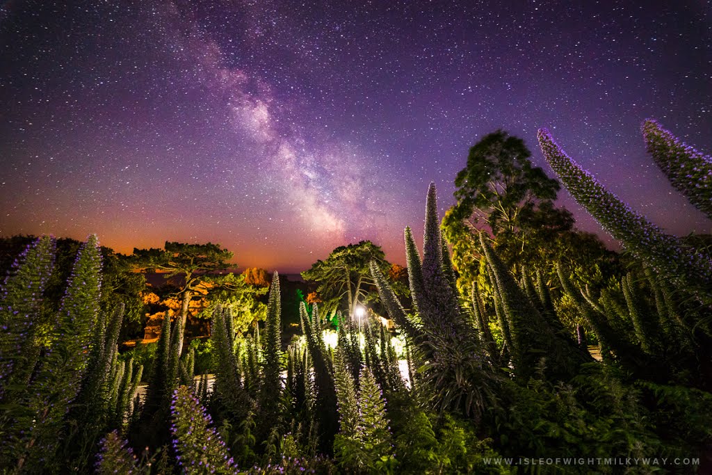 "Mirrored Universe" Echiums Under The Milky Way by Chad Powell