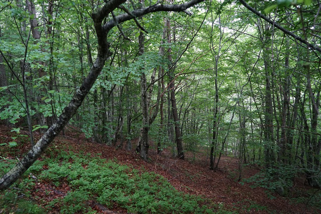 GR 70 Montagne du Goulet by Clemens Gilles