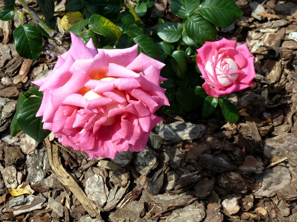 Disposat en diverses terrasses accessibles a discapacitats, el roserar de Dot i de Camprubí acull prop de 20.000 rosers i més de 400 varietats de roses, Sant Feliu de Llobregat. by Pedraferit Barchinon…