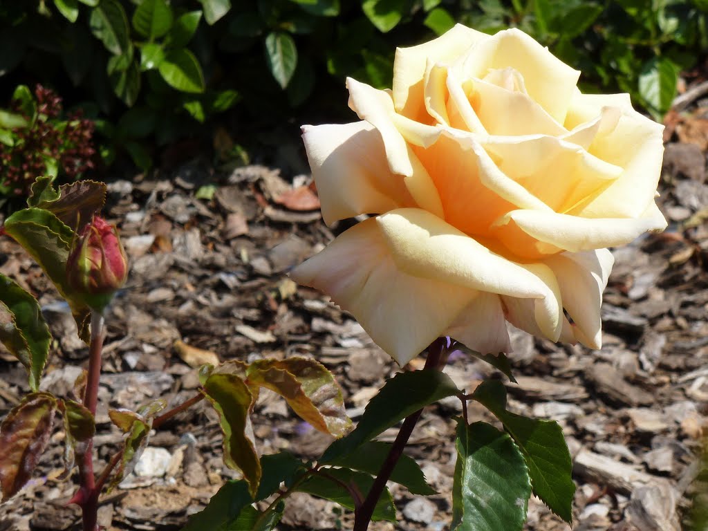 En 17.000 m2, el roserar de Dot i de Camprubí, dues de les principals famílies catalanes creadores de varietats de roses, acull prop de 20.000 rosers i més de 400 varietats de roses. by Pedraferit Barchinon…