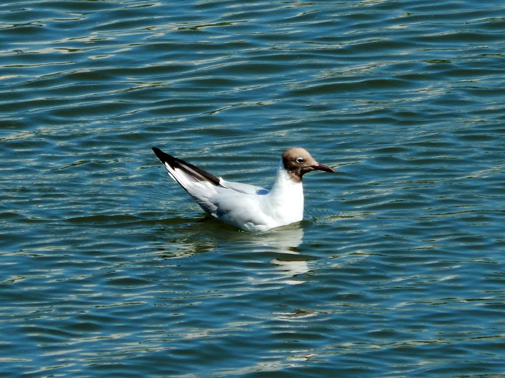 Озёрная чайка. Larus ridibundus. by BAP2012