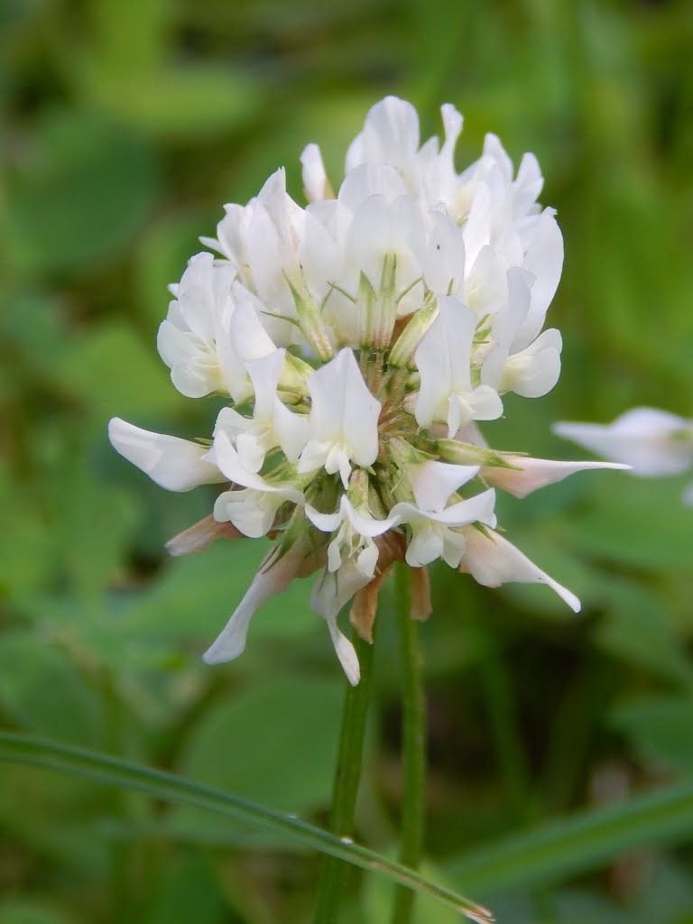 Клевер ползучий (Trifolium repens). by BAP2012