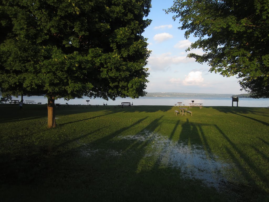 Geese and shadows by Arseny Khakhalin