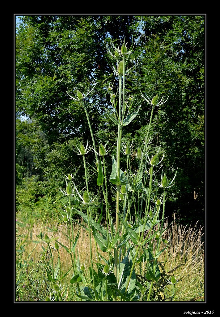 Zelená příroda / Green Nature by votoja cz