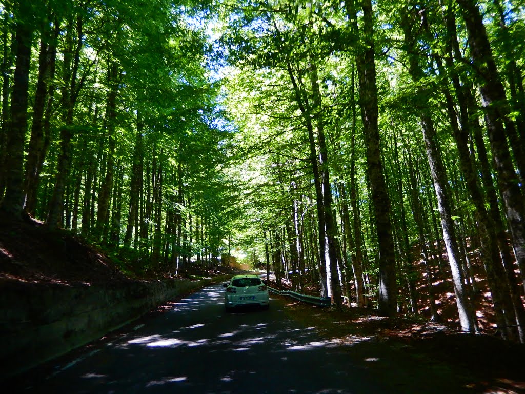 Bosco di faggi, Viggiano, Italia by Sandra Pires