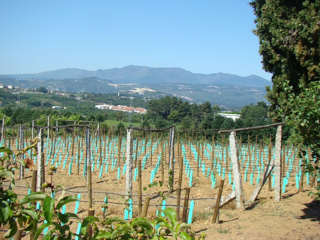 03-06-2015 Vila Real, jardins des Solar de Mateus, nouvelles vignes by Frédéric FATH