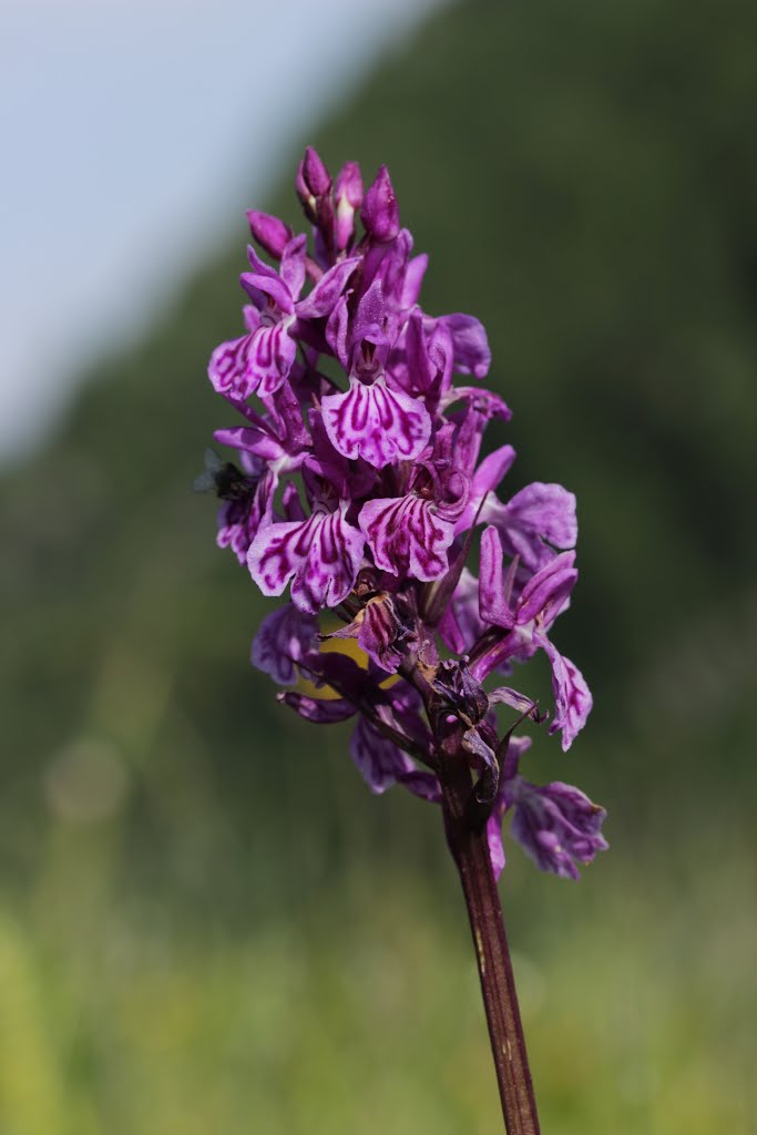 Dactylorhiza sp. by Björn S.