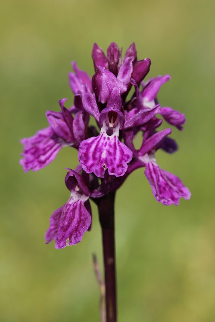 Dactylorhiza sp. by Björn S.