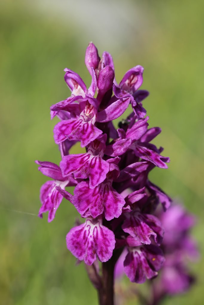 Dactylorhiza sp. by Björn S.