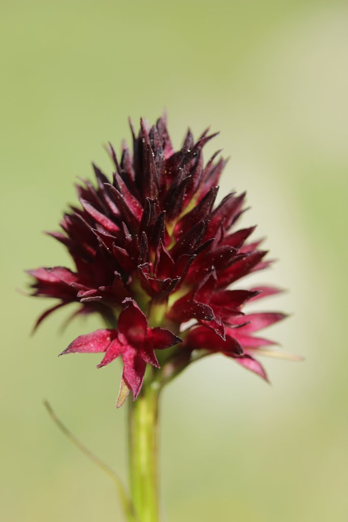 Nigritella rhellicani by Björn S.