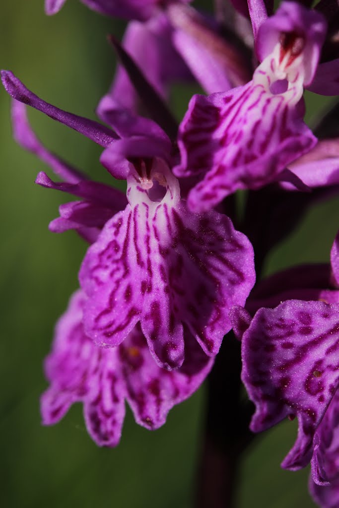 Dactylorhiza sp. by Björn S.