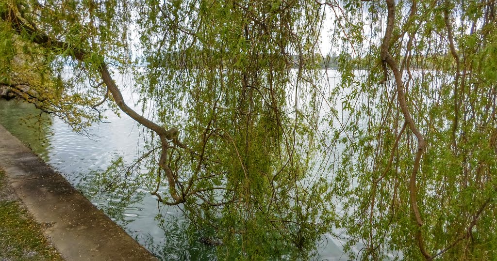 Insel Mainau by Dr. Hans Jürgen Groß