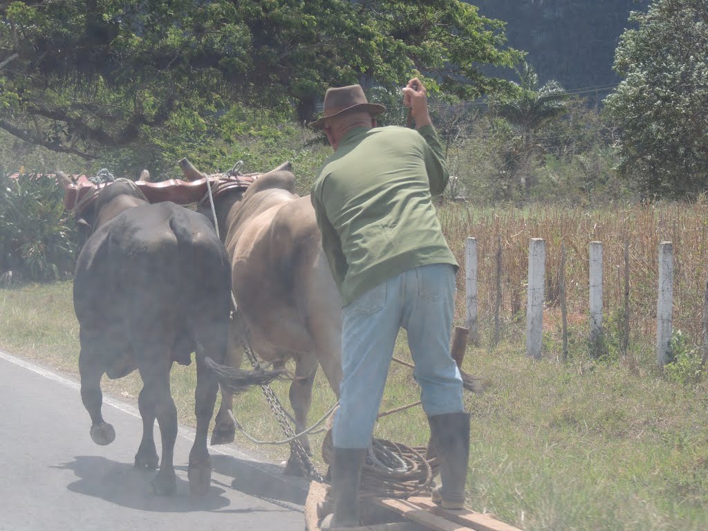 Vinales, Cuba by ewkvienna