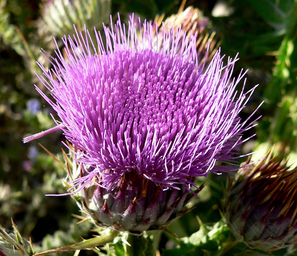 Cardo borriquero. by Jose Luis hernandez …