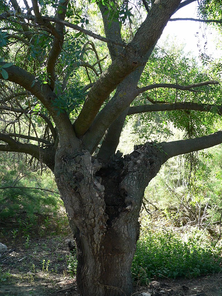 El fresno puede ser cualquiera de los árboles que componen el género Fraxinus, de la familia del olivo (Oleaceae). Son árboles de porte mediano a grande, de hoja caduca en general, aunque unas pocas especies subtropicales son perennifolias. by Jose Luis hernandez …