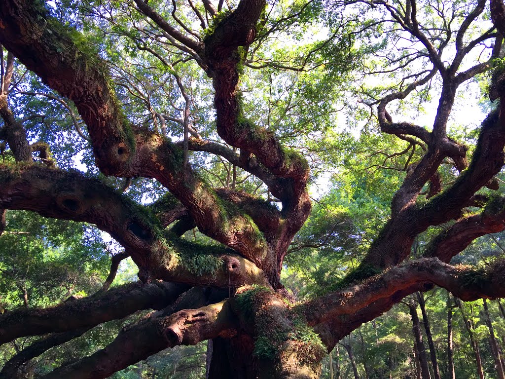 Angel Oak Beauty by REID PRICE