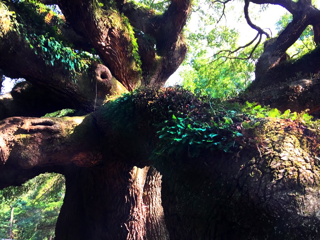 Angel Oak by REID PRICE