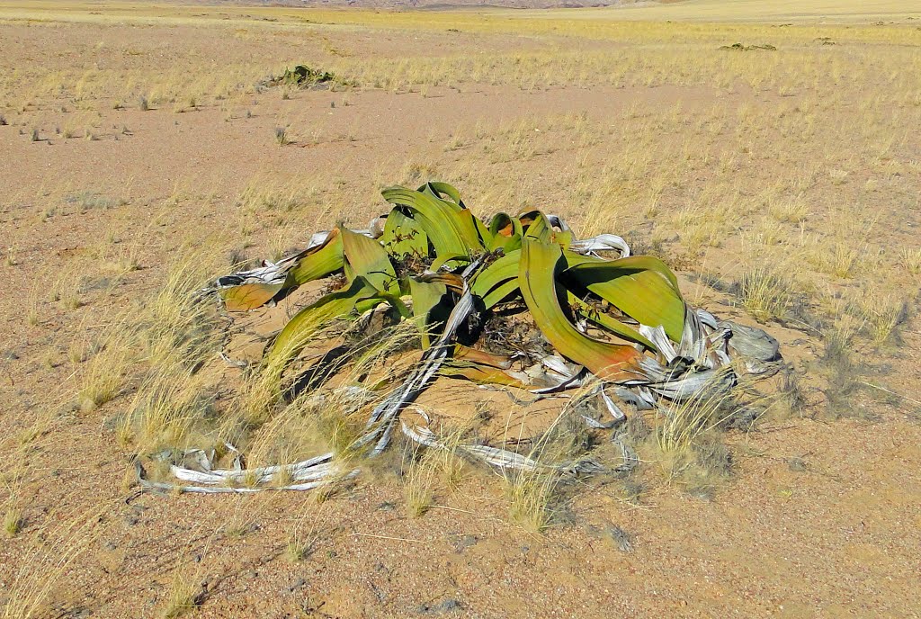 Welwitschia mirabilis, Welwitschia Plains by Heidy R. Hort