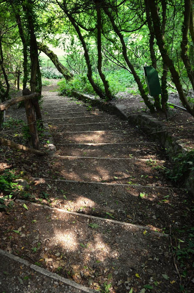 Perso per il sentiero / Lost along the path by Venetico