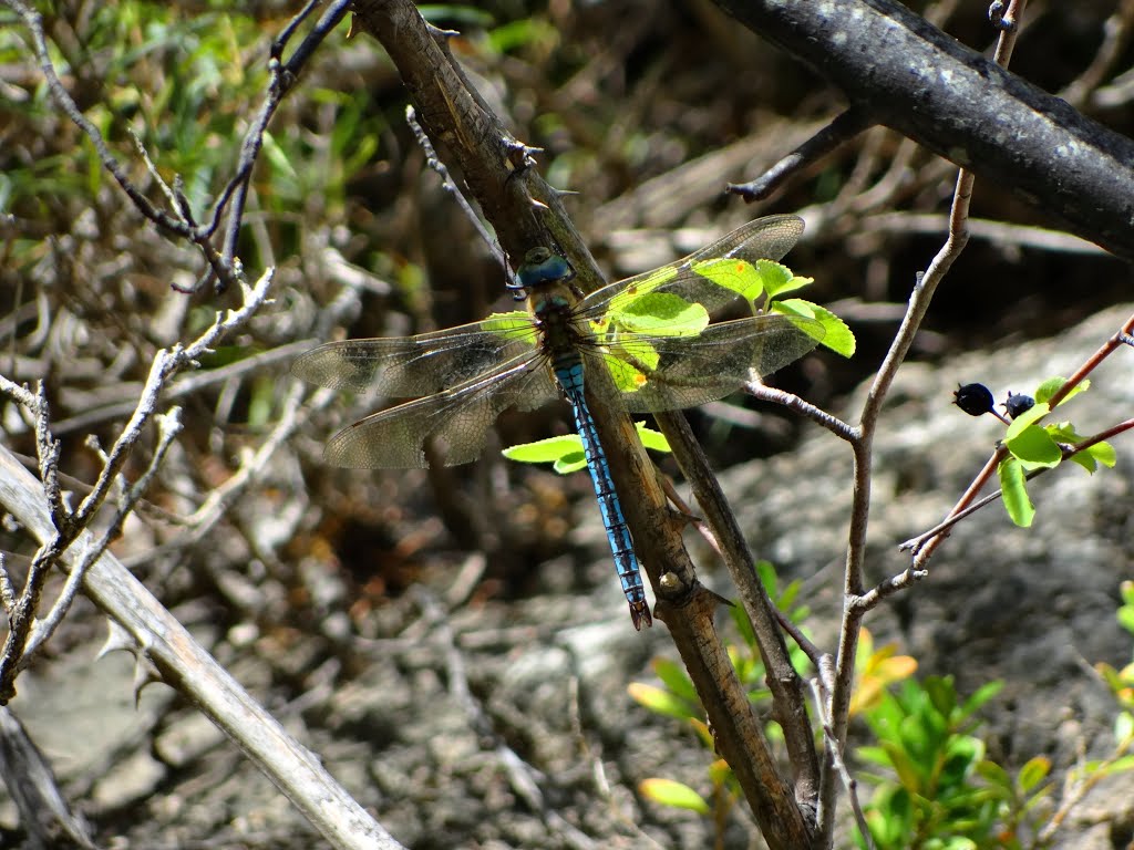 MASCLE DE LIBÈL·LULA EMPERADOR (ANAX IMPERATOR) by Virgili VERGE MARCOS