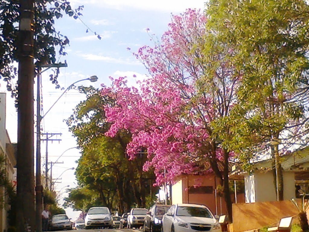 Ipê Rosa - Tiburcio Jau by Luis Tiburcio-Jaú sp