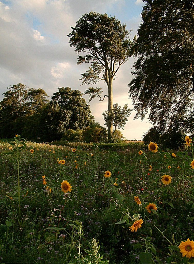 Sunflowers at Sunset by Ken van-Wolf