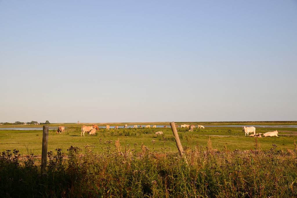 Genieten van het avondzonnetje, Natuurgebied Tureluur. Serooskerke S&D. by Kees Feijtel