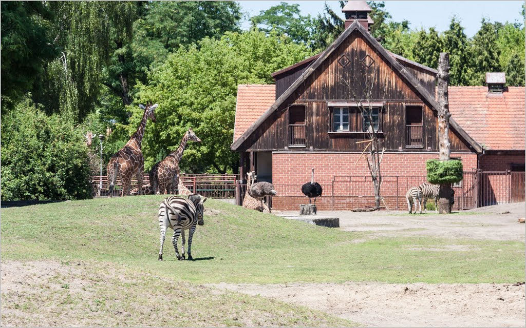 ZOO- Sawanna. by Edward Kaczmarczyk