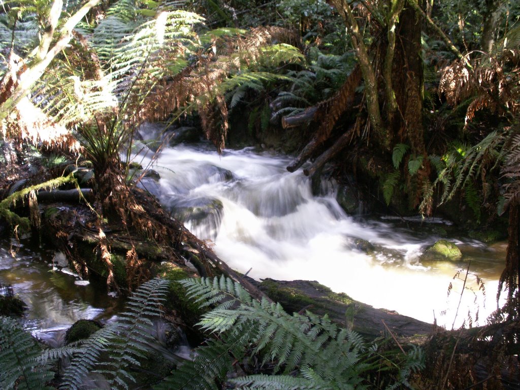 Rushing waters - Marakoopa Forest Walk, Tasmania (May 2007) by ASGray©